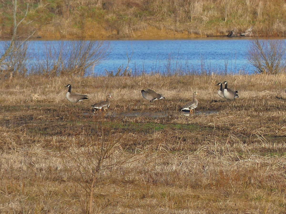 Greater White-fronted Goose - Charles  Crawford