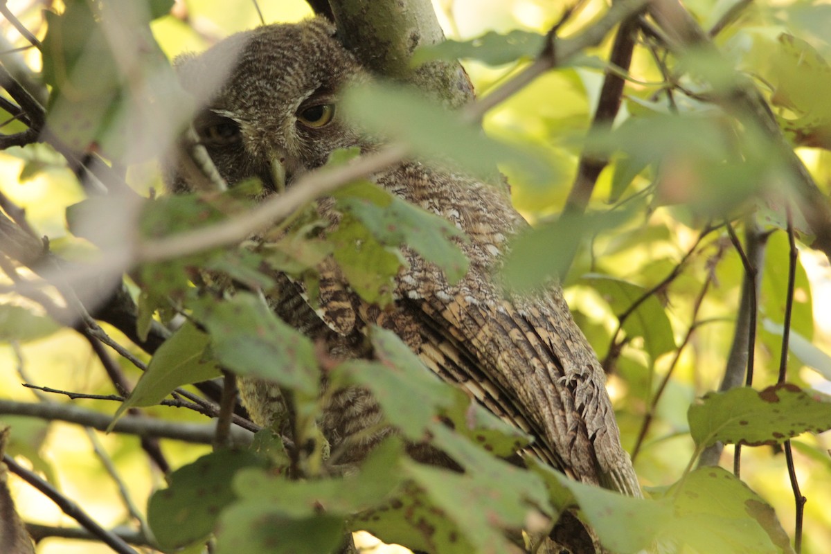 Tropical Screech-Owl - JESSICA ARRIGORRIA