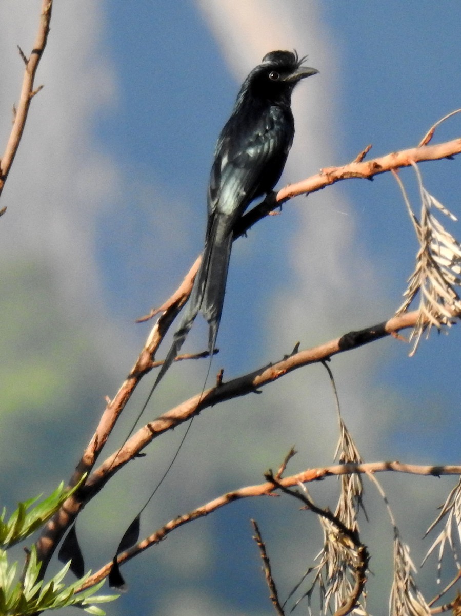Greater Racket-tailed Drongo - ML133249591