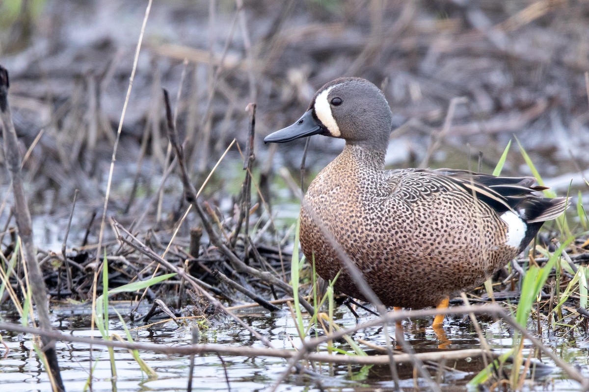 Blue-winged Teal - ML133250691