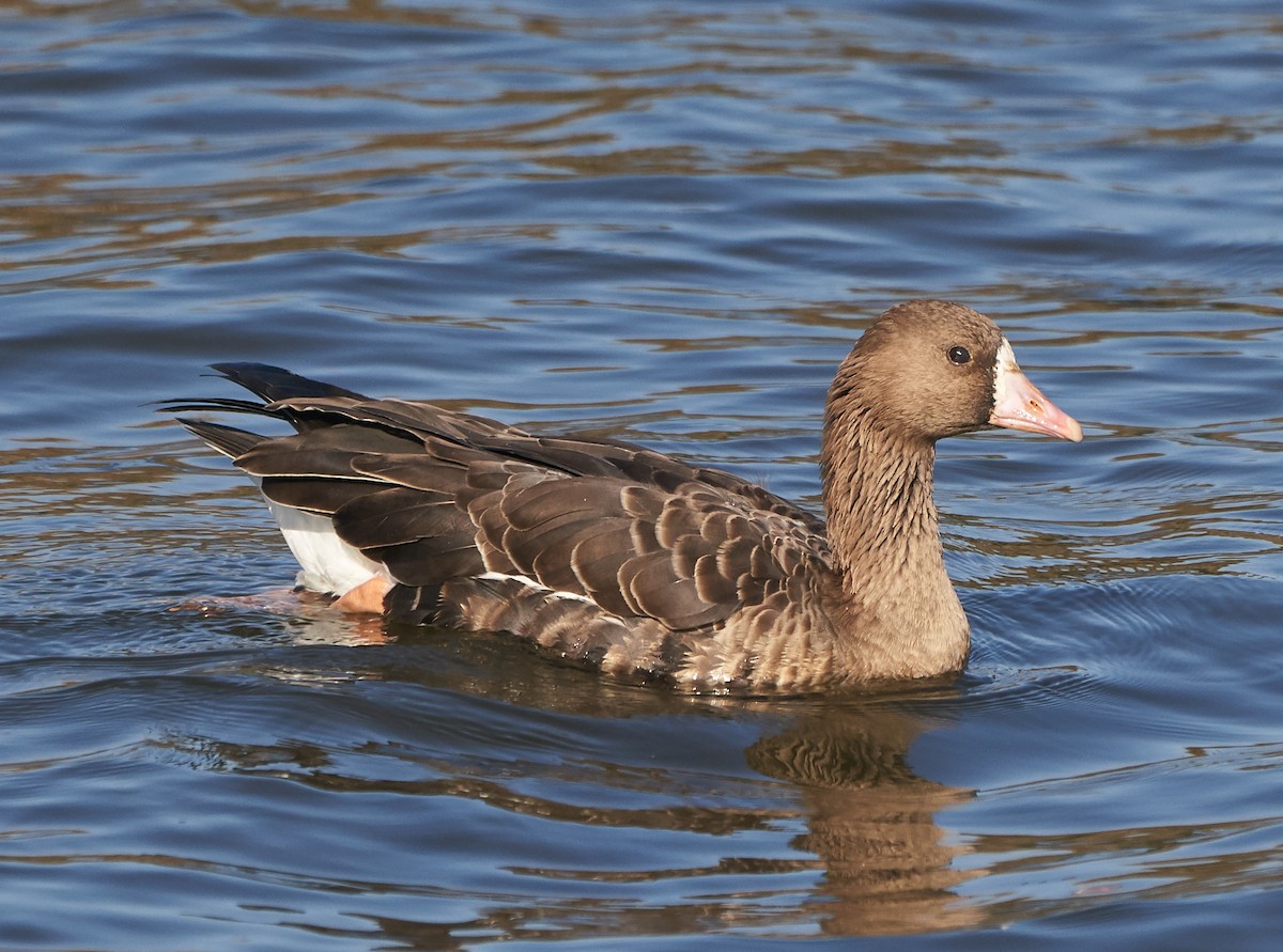 Greater White-fronted Goose - Brooke Miller