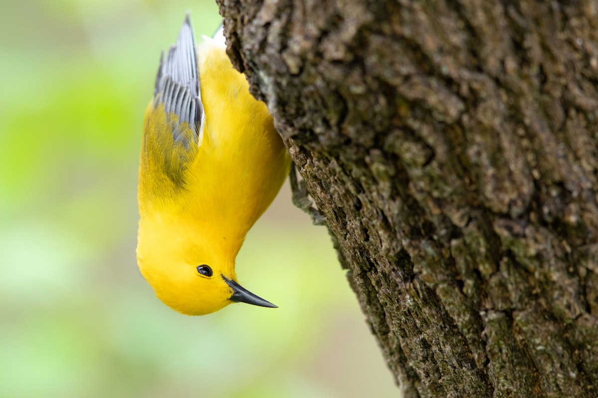 Prothonotary Warbler - ML133251031