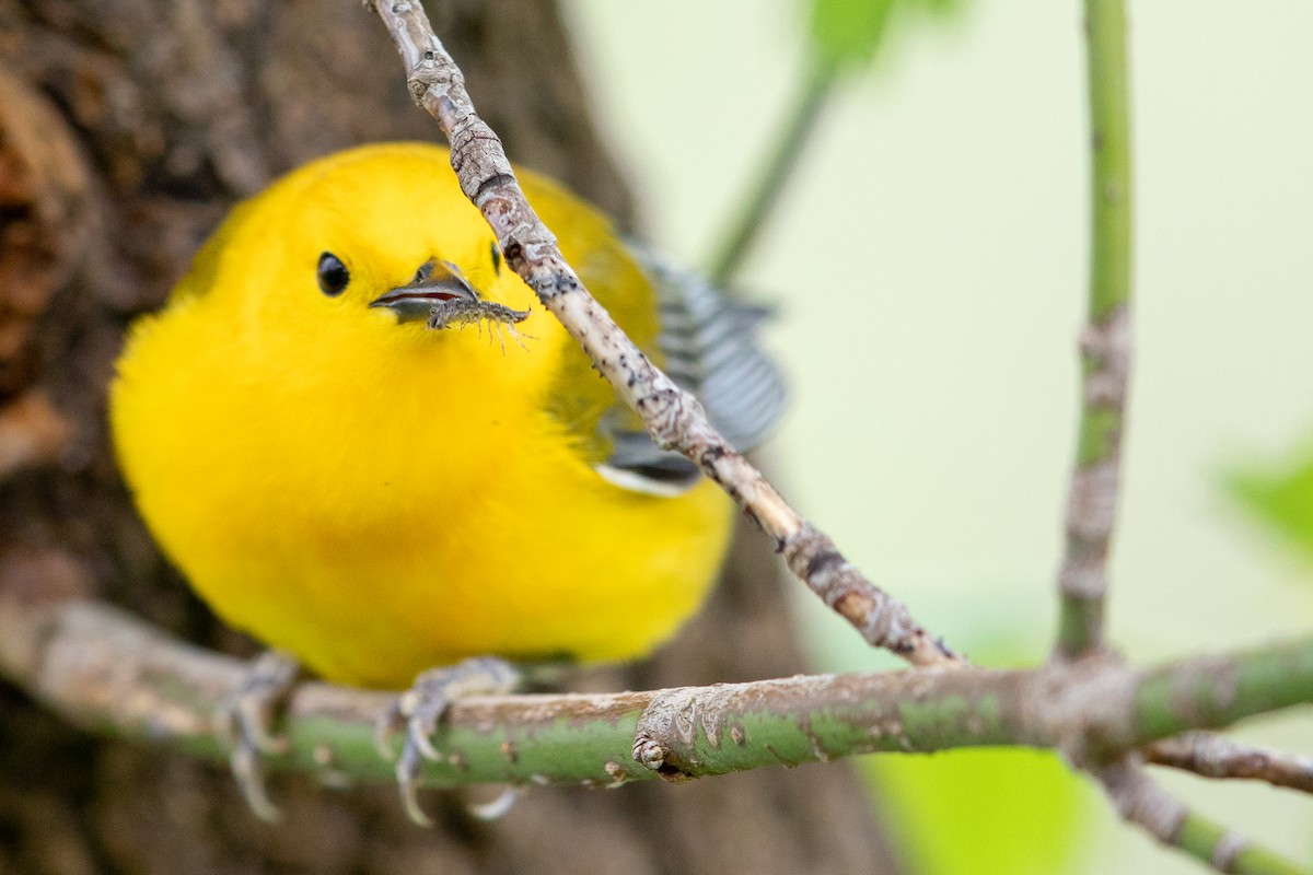 Prothonotary Warbler - ML133251171