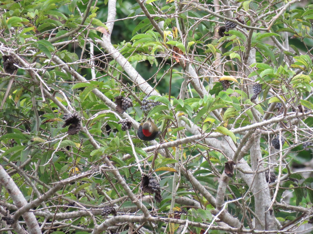 Jamaican Woodpecker - ML133253111