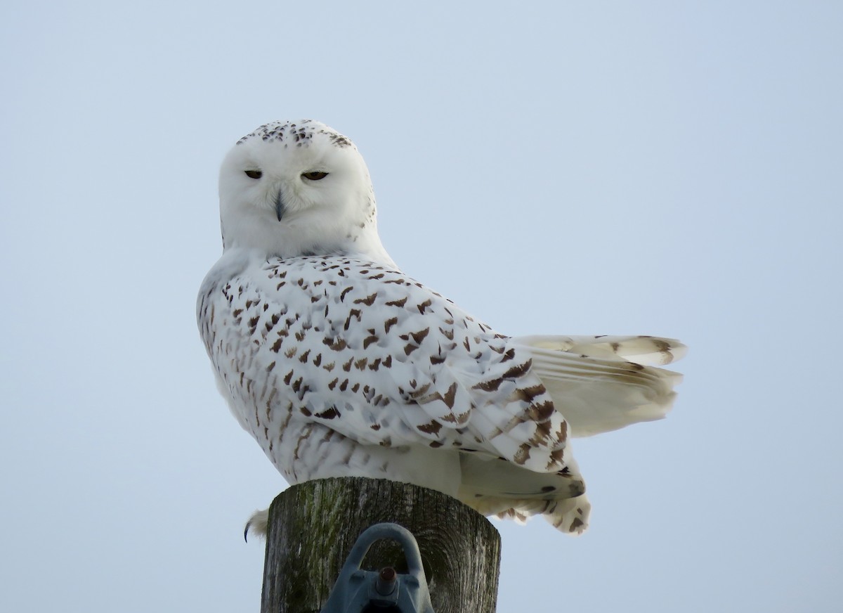 Snowy Owl - ML133254831