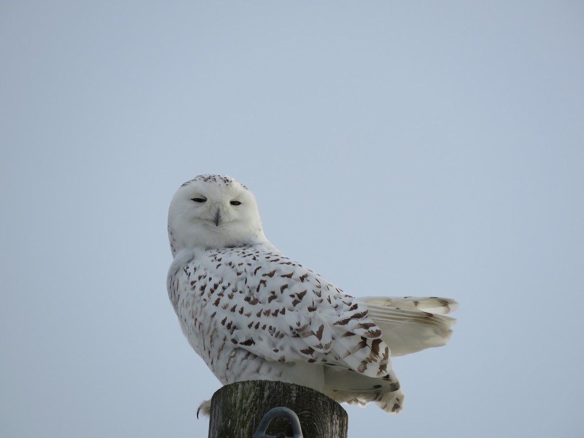 Snowy Owl - ML133254981