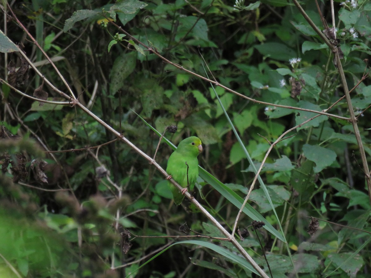 Yeşil Sokumlu Serçe Papağanı - ML133255071