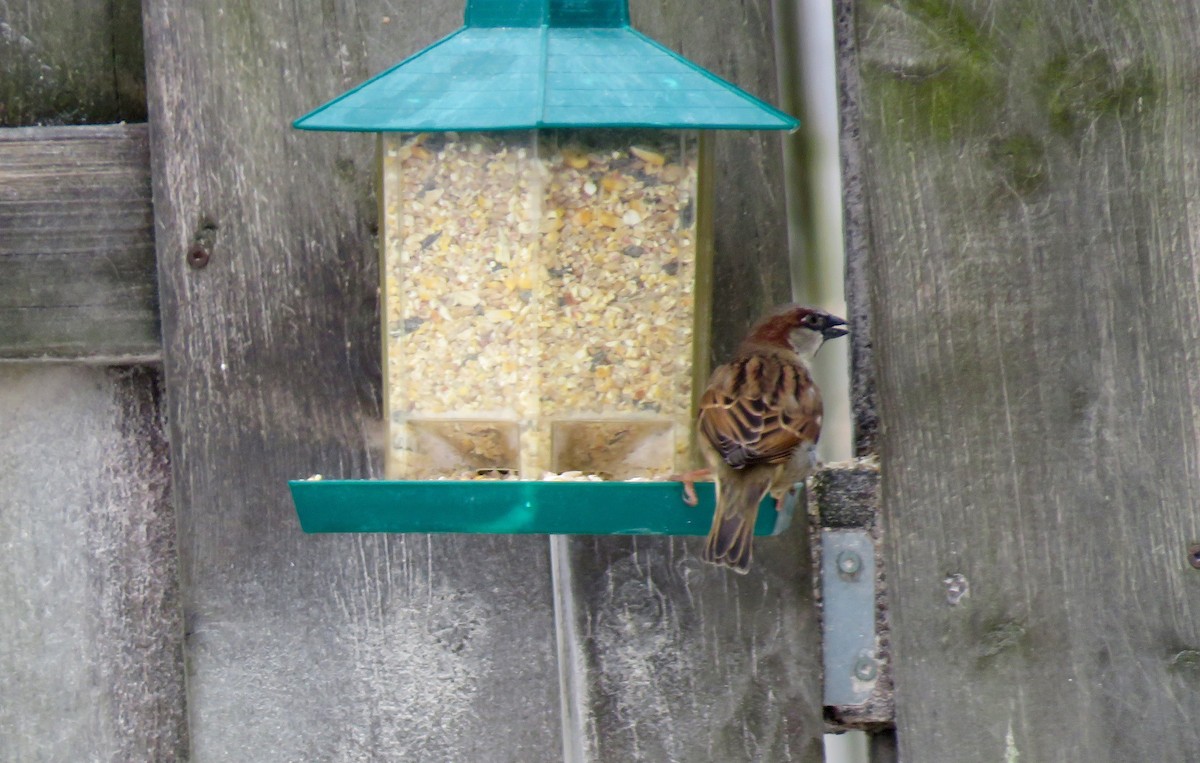 House Sparrow - ML133255181