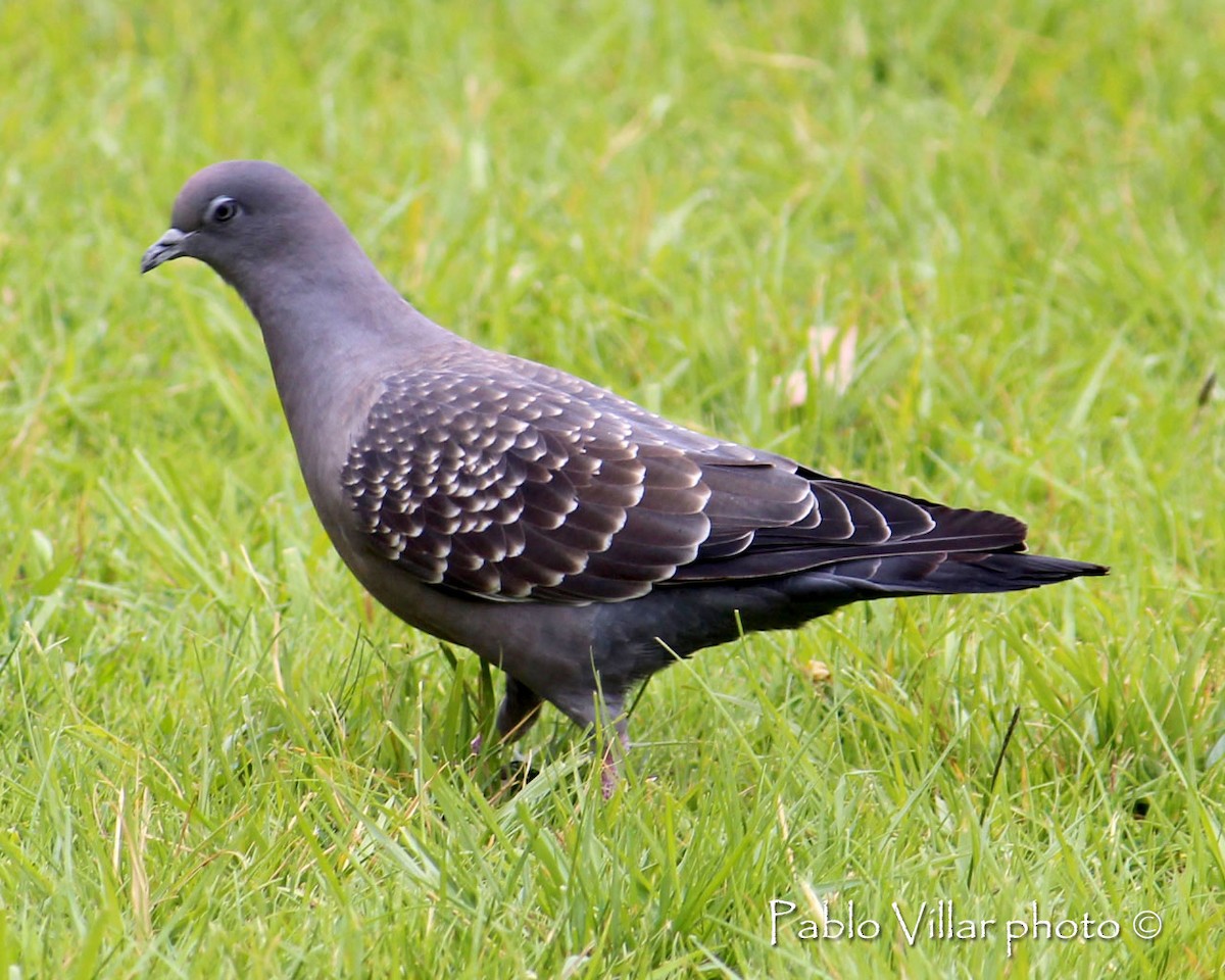 Spot-winged Pigeon - ML133255591
