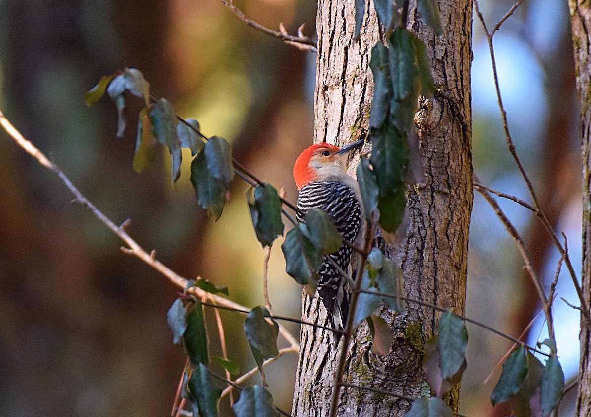 Red-bellied Woodpecker - Hugh Barger