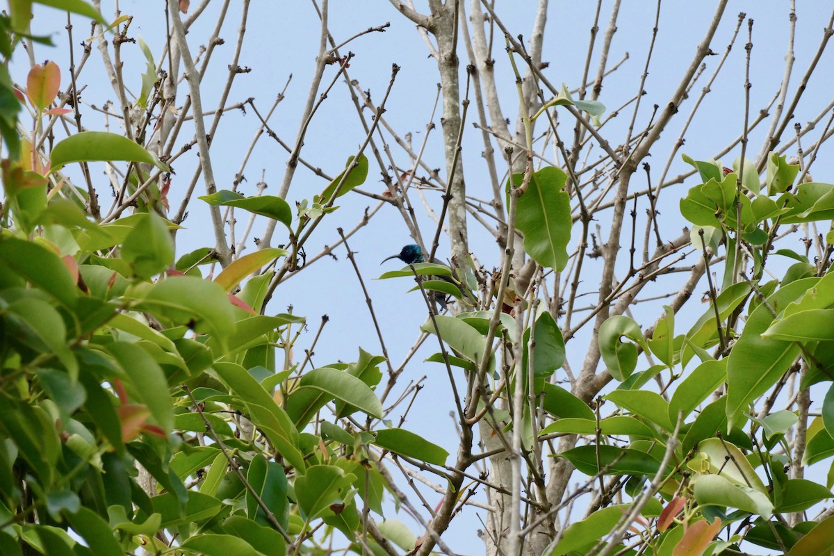 Malagasy Sunbird - ML133257201