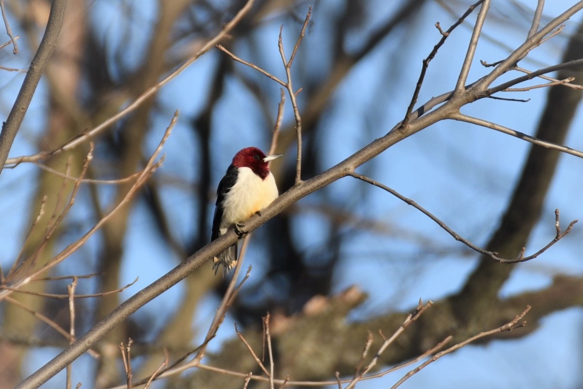 Red-headed Woodpecker - Bryan Bakker