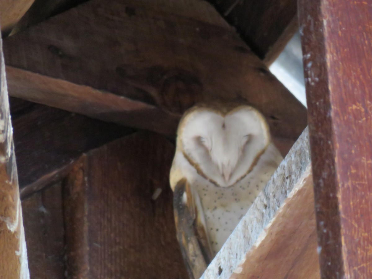 Barn Owl - Colin Dillingham