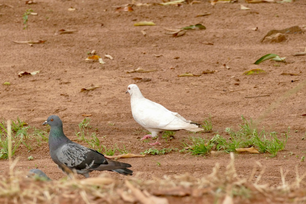 Rock Pigeon (Feral Pigeon) - ML133260451