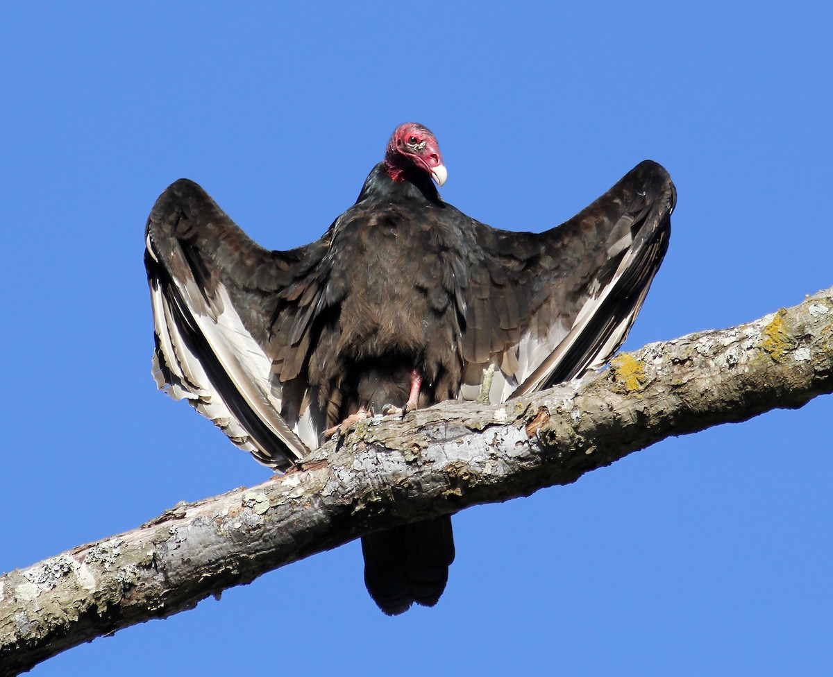 Turkey Vulture - Jason Leifester