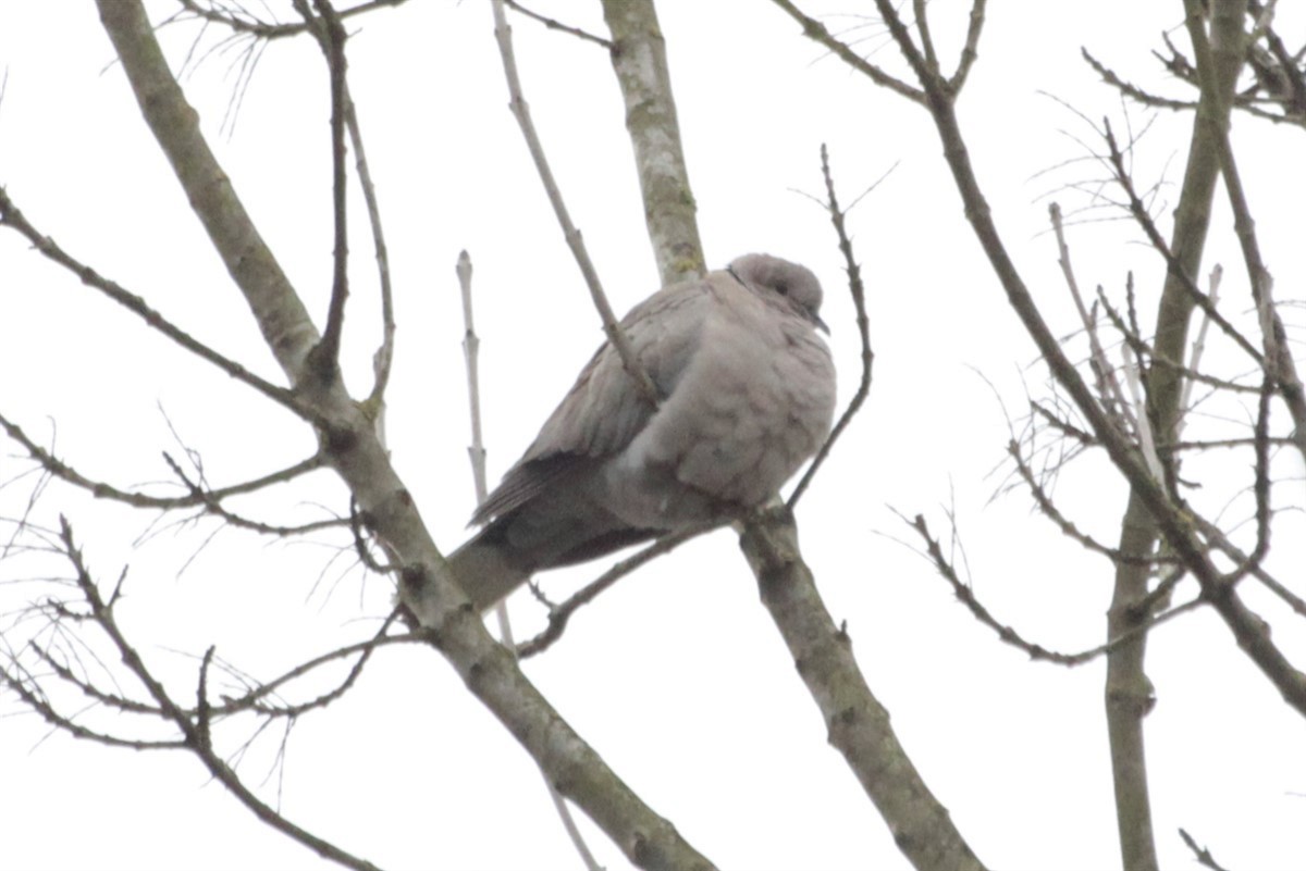 Eurasian Collared-Dove - Salih MALAKCIOGLU