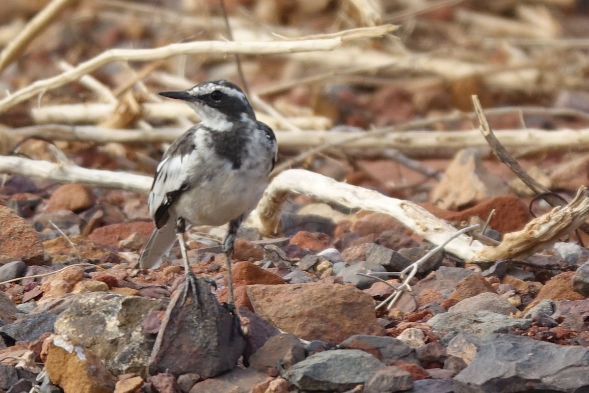 African Pied Wagtail - ML133265951