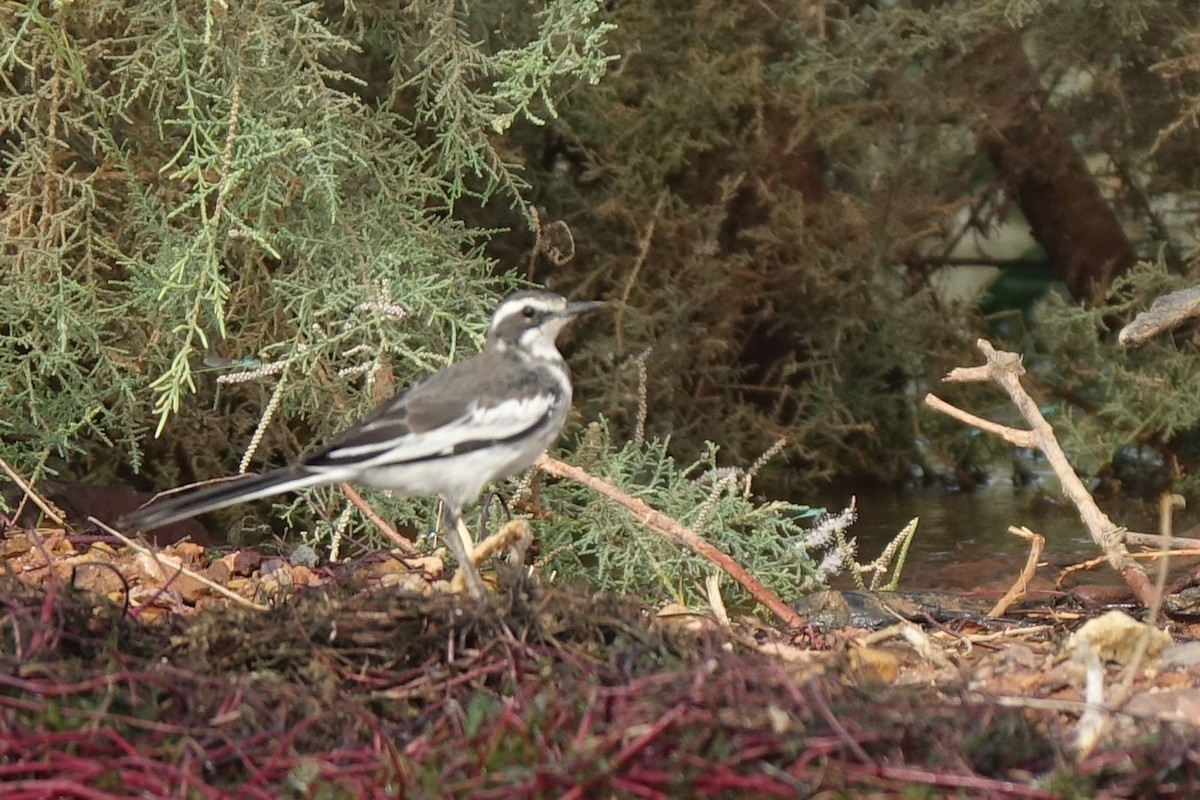 African Pied Wagtail - ML133265971
