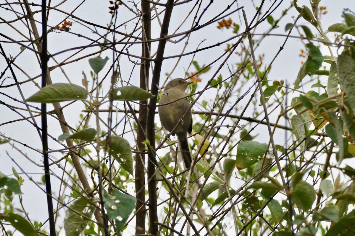 Malagasy Brush-Warbler (Malagasy) - ML133266171