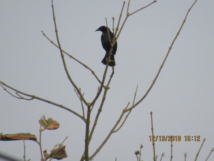 Scrub Blackbird - LEODAN ARCOS