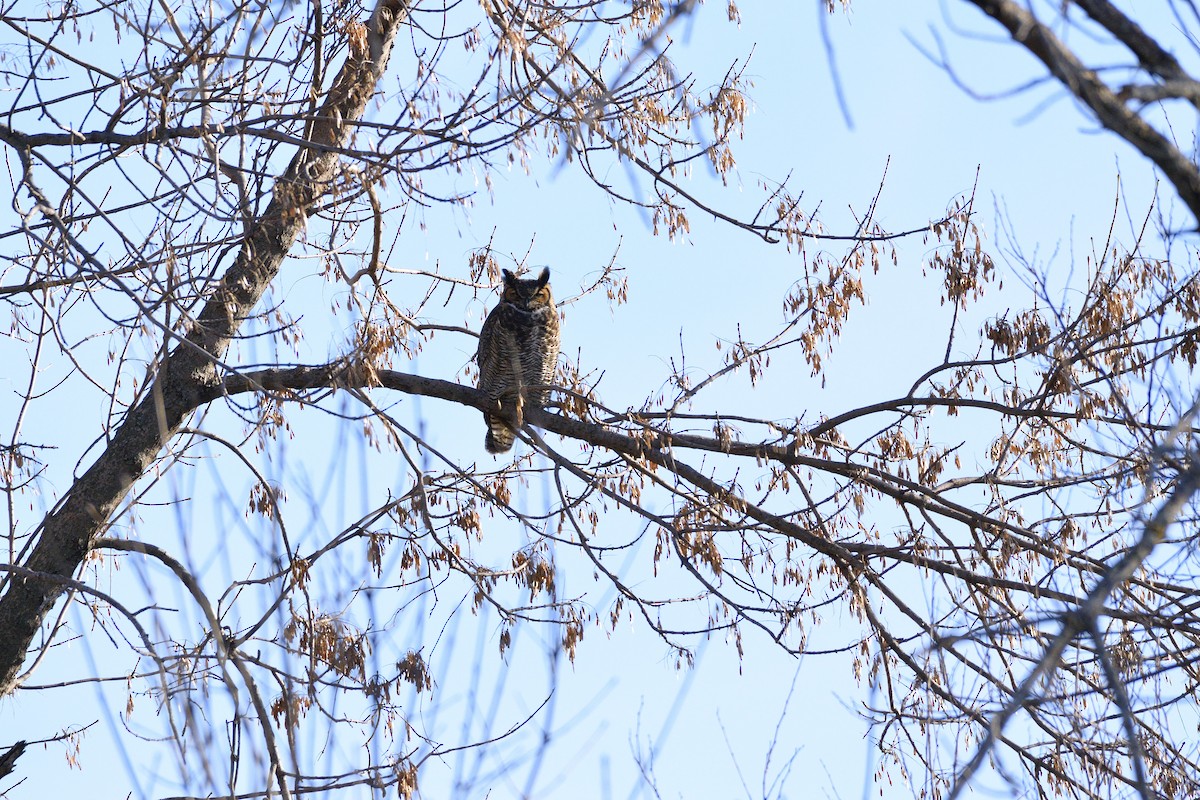 Great Horned Owl - ML133272481