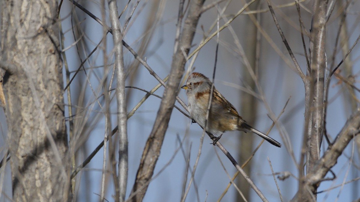 American Tree Sparrow - Randy Rasmussen