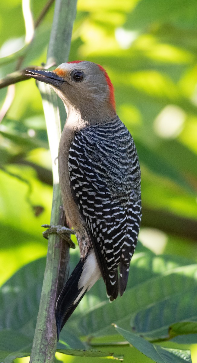 Yucatan Woodpecker - Daniel Fitzgerald