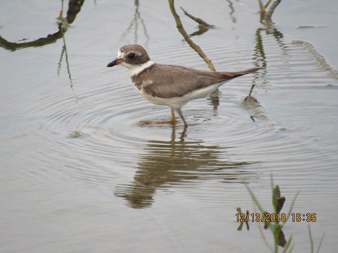 Semipalmated Plover - ML133273731