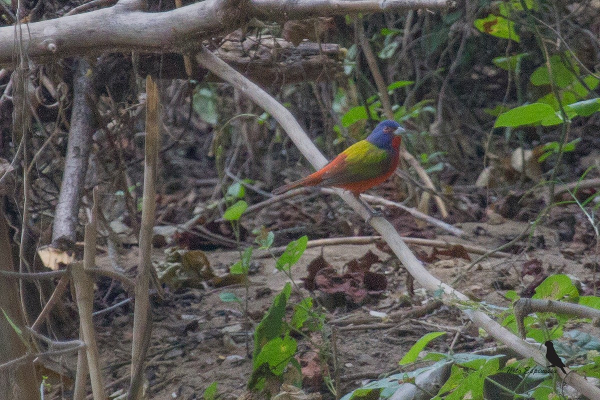 Painted Bunting - ML133275121