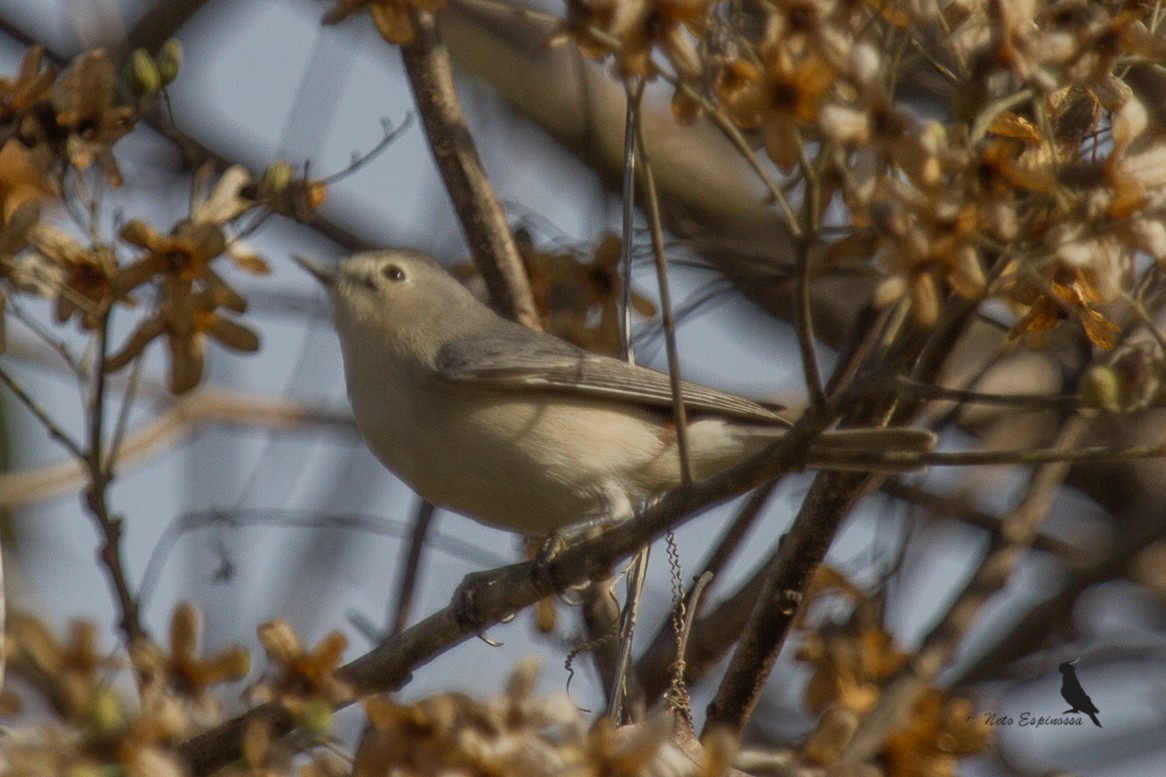 Lucy's Warbler - ML133276611