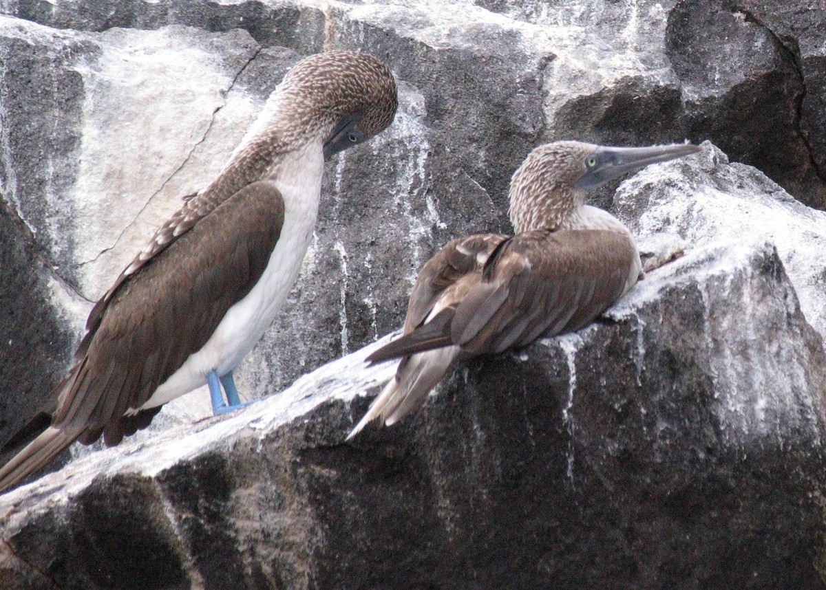 Blue-footed Booby - Charlene Glacy