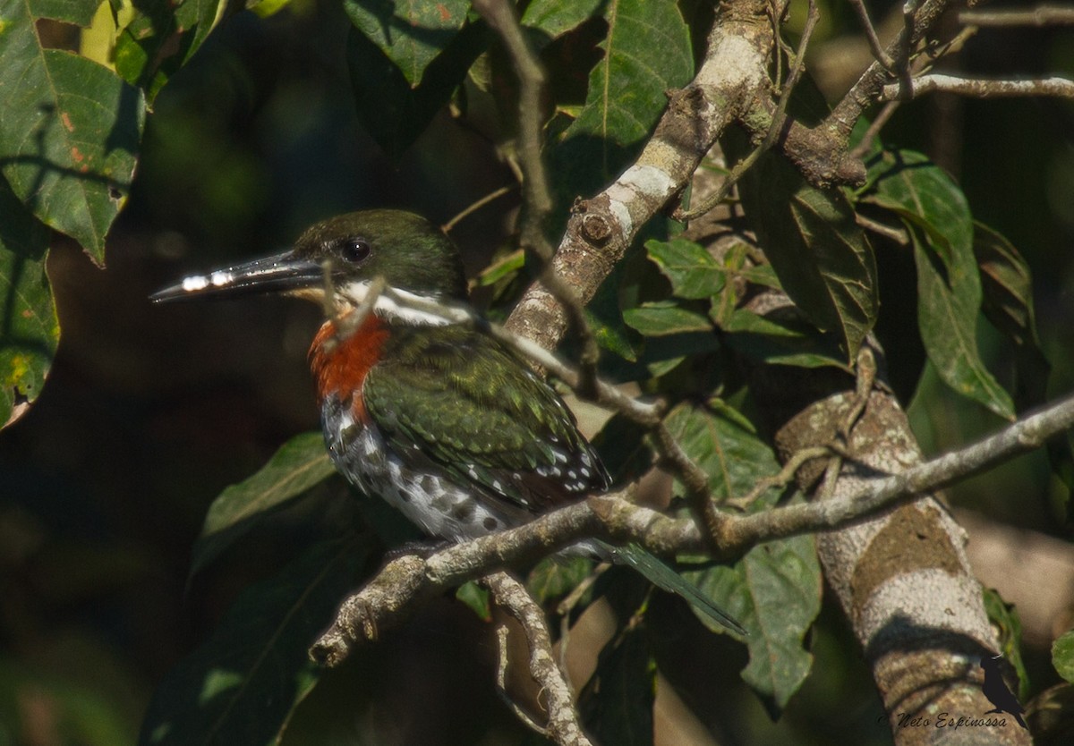 Green Kingfisher - Neto Espinossa