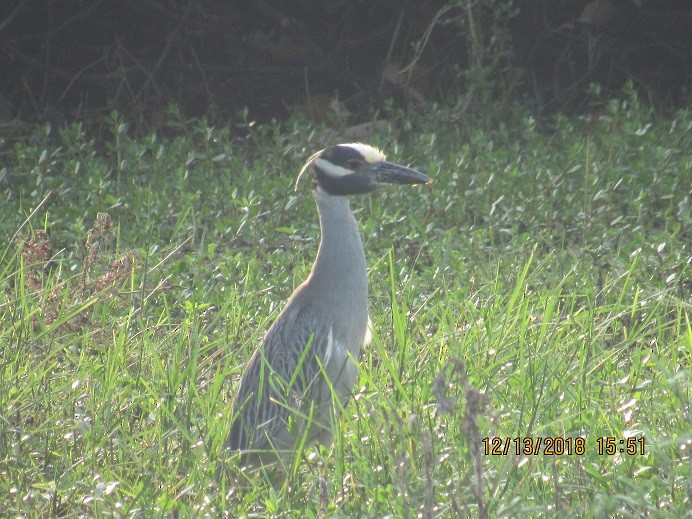 Yellow-crowned Night Heron - ML133284371