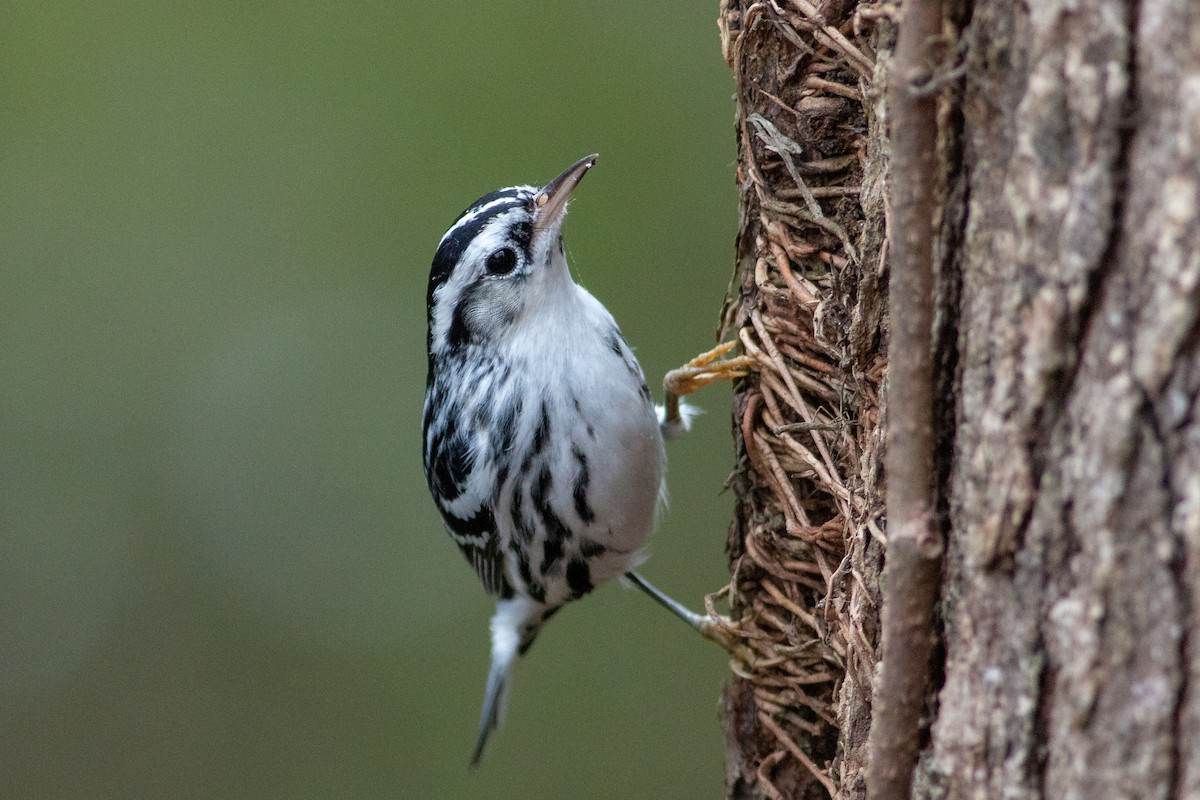 Black-and-white Warbler - ML133289091
