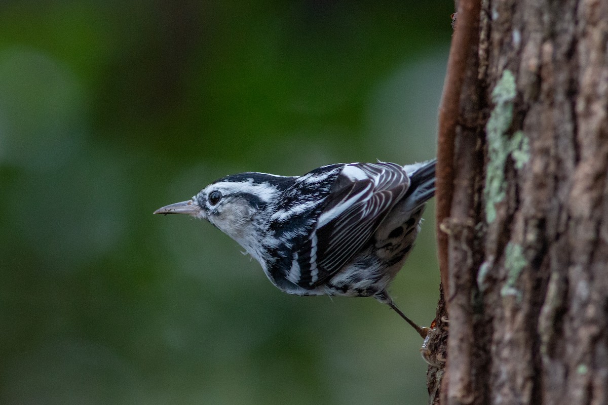 Black-and-white Warbler - ML133289141
