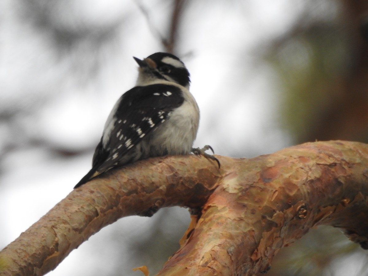 Downy Woodpecker (Rocky Mts.) - Tom Wuenschell