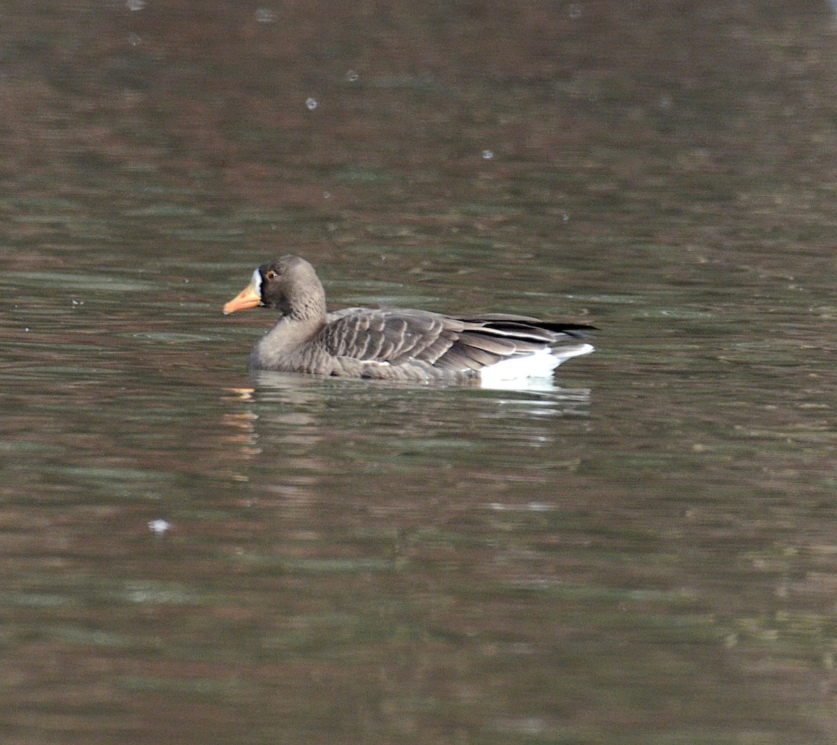 Greater White-fronted Goose - ML133291281