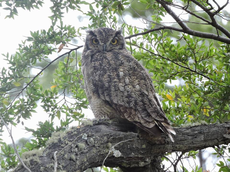 Lesser Horned Owl - Nicolás Bejarano