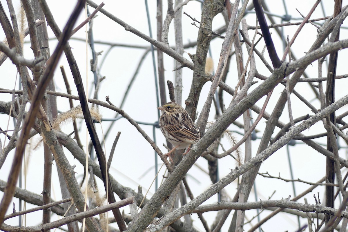 Savannah Sparrow - ML133292611
