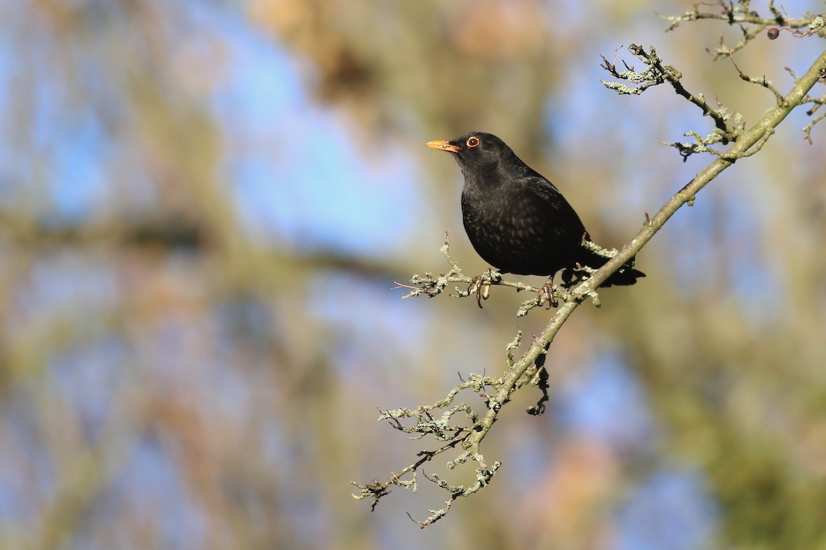 Eurasian Blackbird - Peter Hosner
