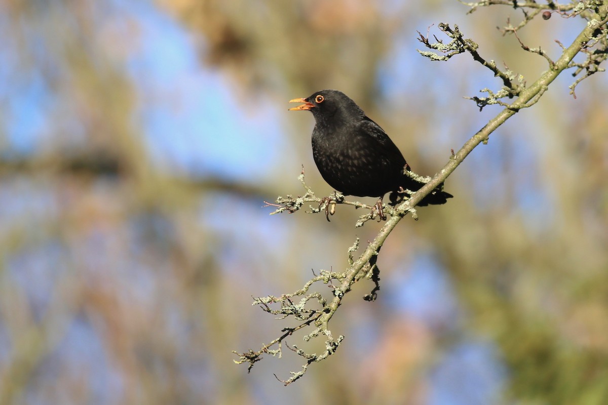 Eurasian Blackbird - Peter Hosner