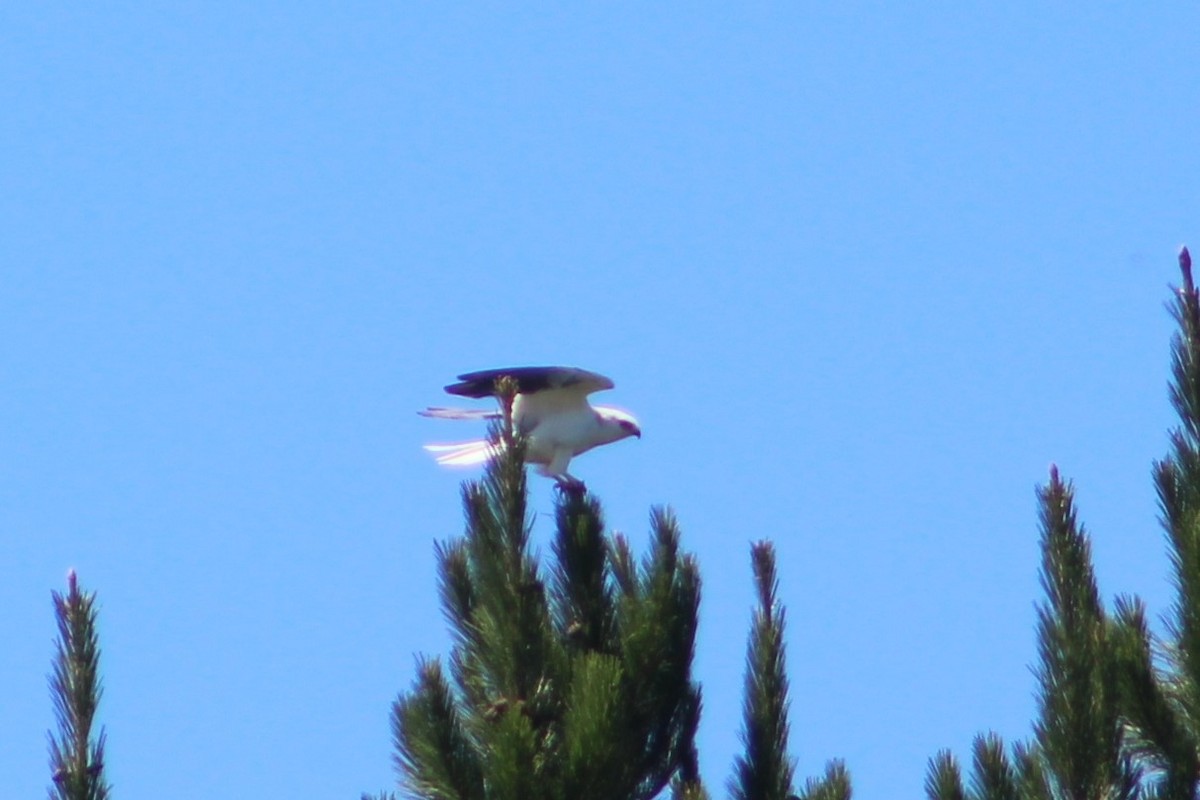 White-tailed Kite - ML133294631