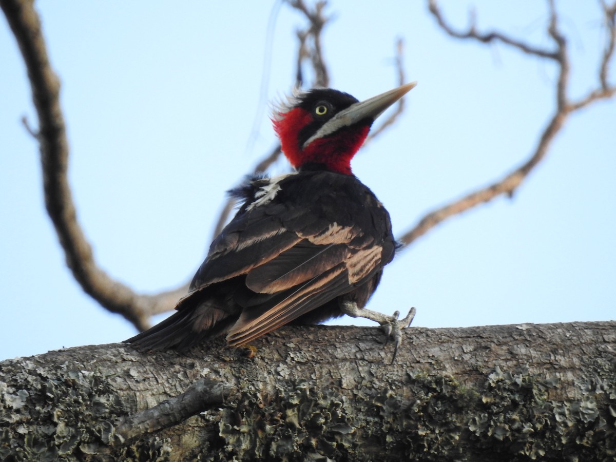 Cream-backed Woodpecker - Martín Toledo