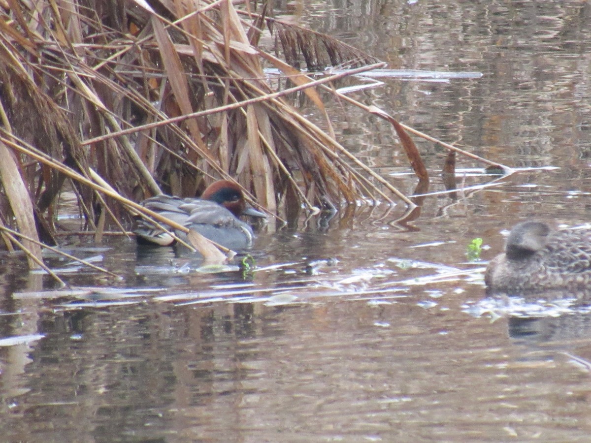 Green-winged Teal - John Coyle
