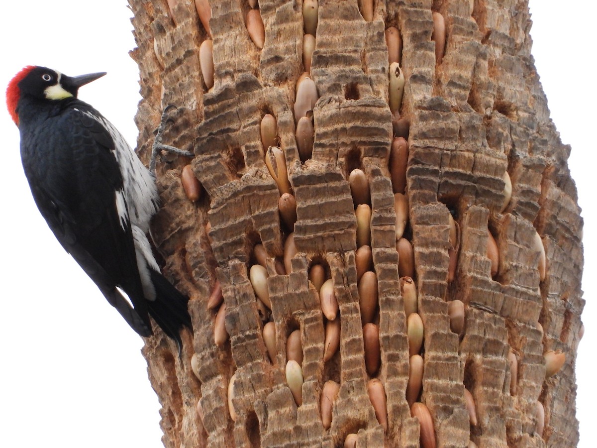 Acorn Woodpecker - Jon Tveten