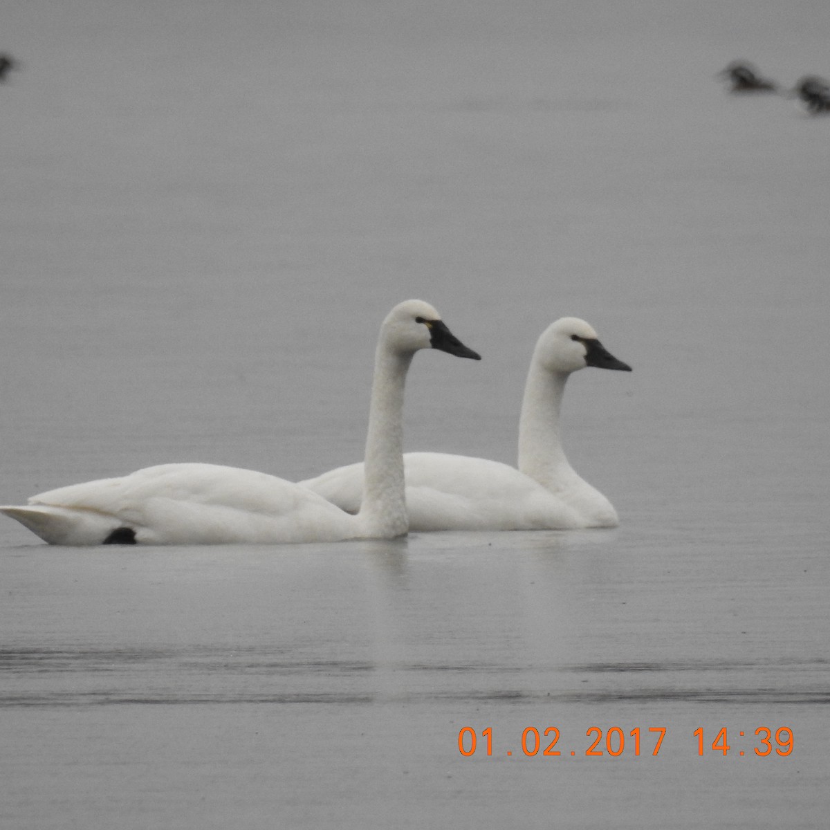 Tundra Swan - ML133302031