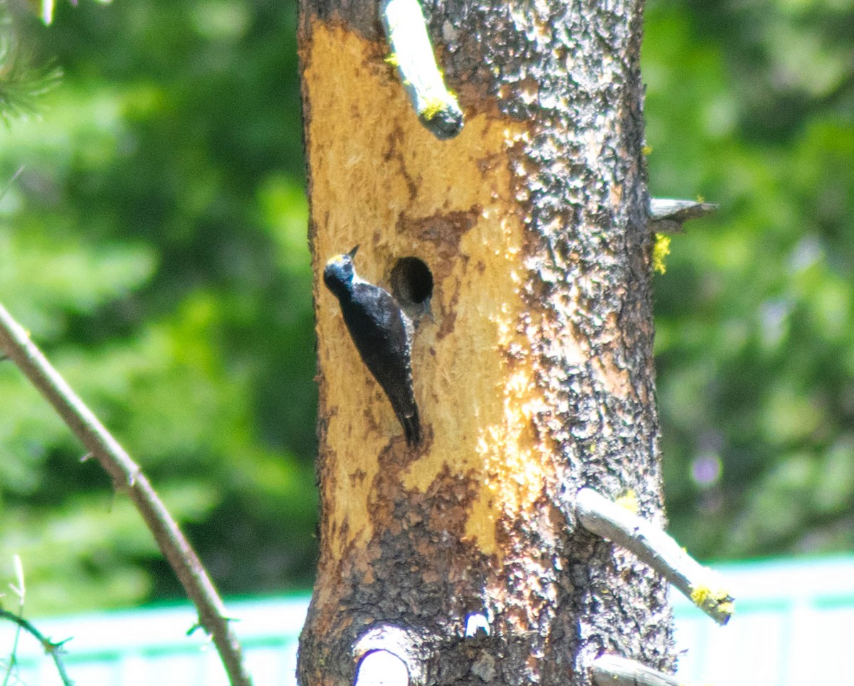 Black-backed Woodpecker - ML133306291