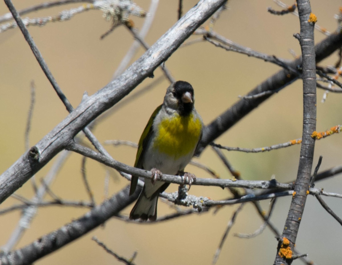 Lawrence's Goldfinch - ML133306341