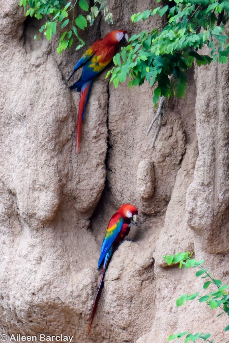 Scarlet Macaw - ML133308191