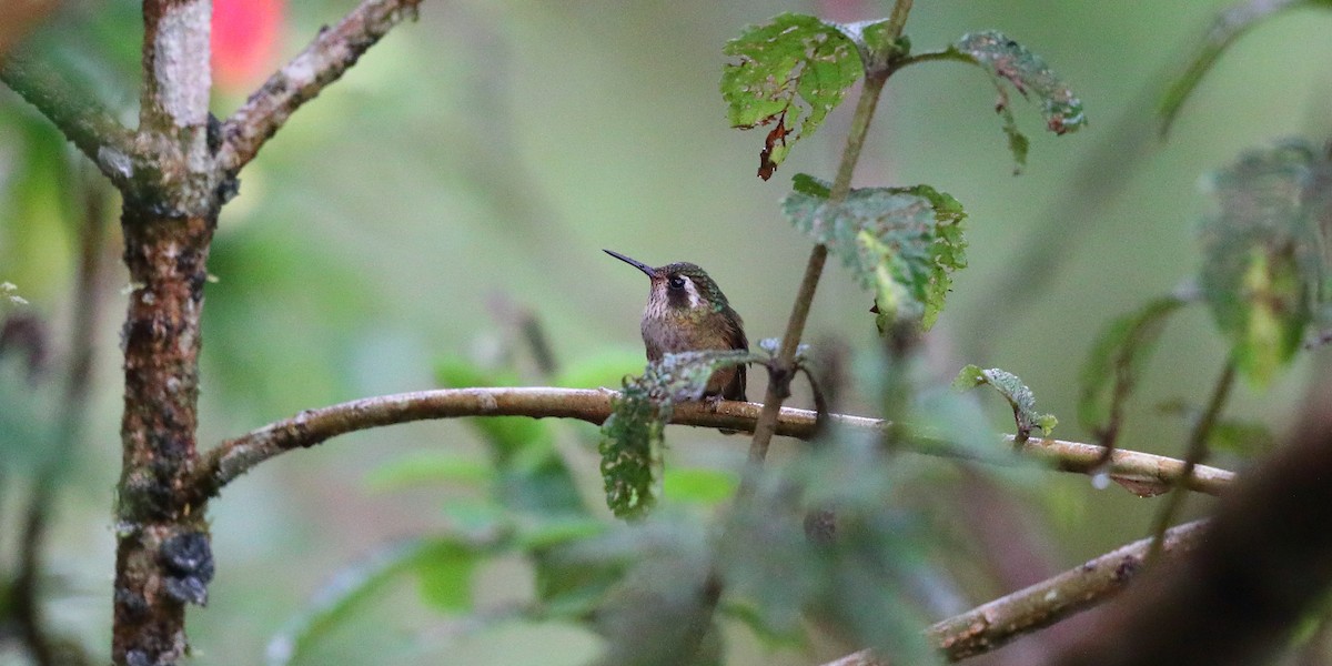 Speckled Hummingbird - ML133309041